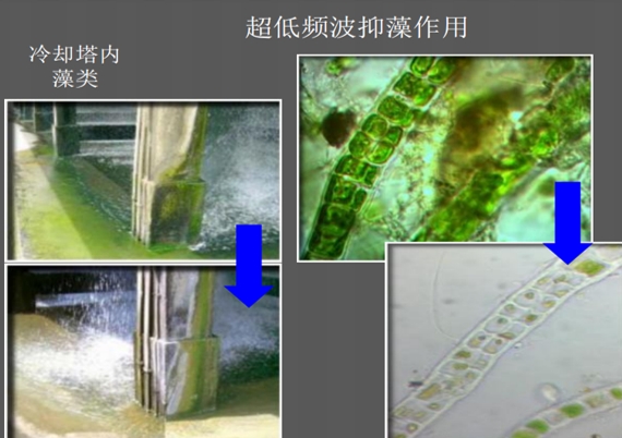 超低频波抑藻技术